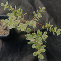 Portulacaria afra variegata