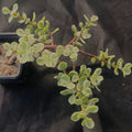 Portulacaria afra variegata