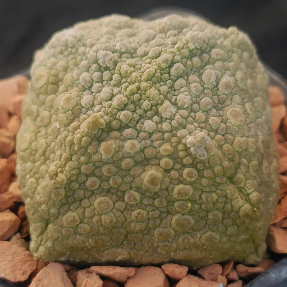 Pseudolithos cubiformis