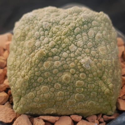 Pseudolithos cubiformis