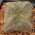 Pseudolithos cubiformis