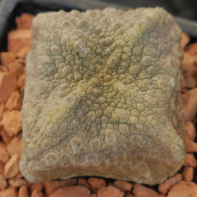 Pseudolithos cubiformis