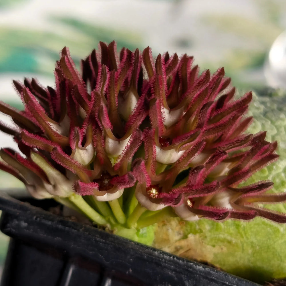 Pseudolithos  cubiformis