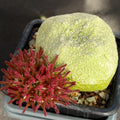 Pseudolithos  cubiformis