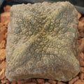 Pseudolithos cubiformis