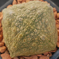 Pseudolithos cubiformis