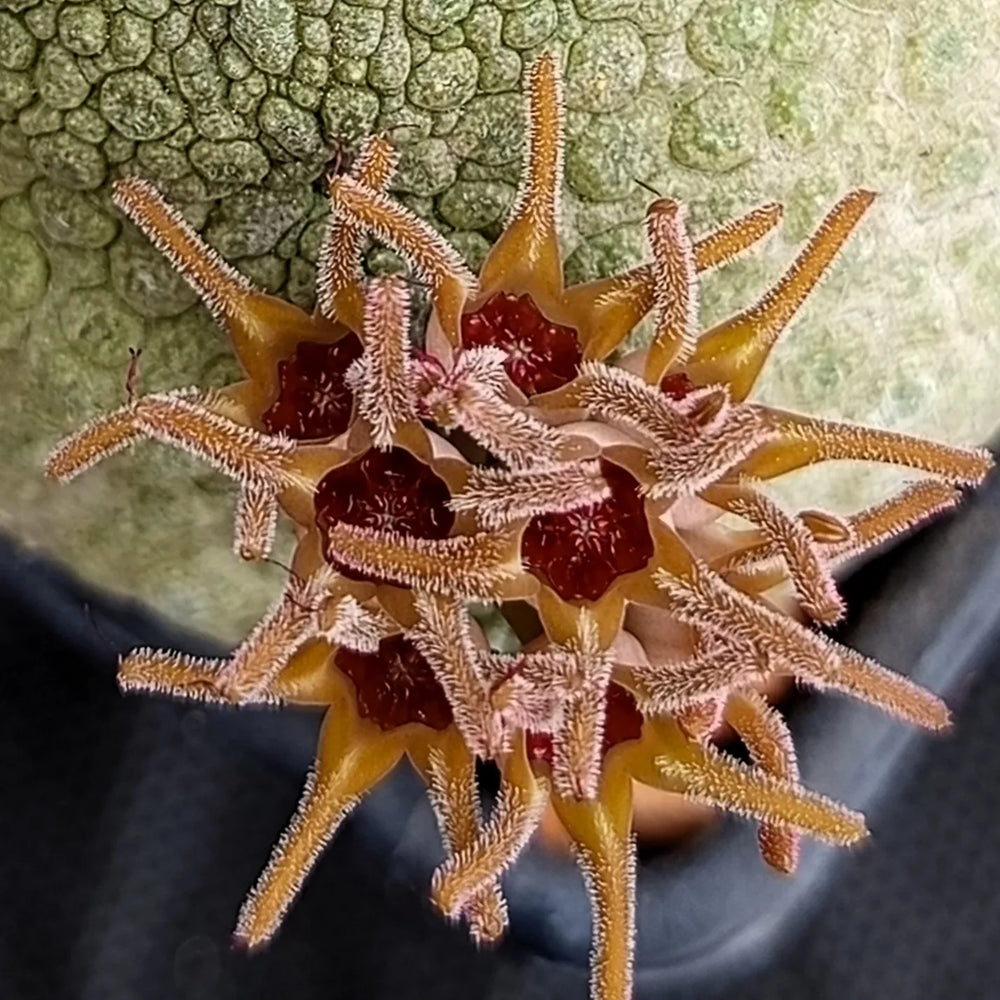 Pseudolithos cubiformis