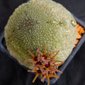 Pseudolithos cubiformis