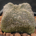 Pseudolithos cubiformis