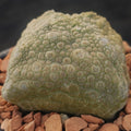 Pseudolithos cubiformis