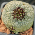 Pseudolithos miguirtinus