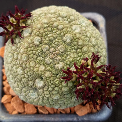 Pseudolithos miguirtinus