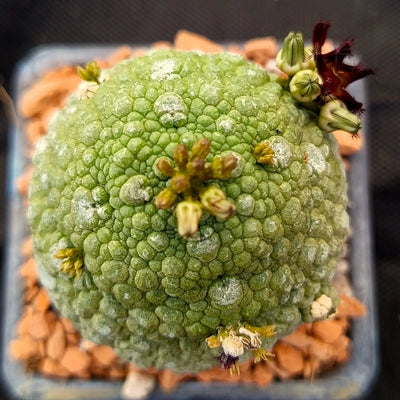 Pseudolithos miguirtinus