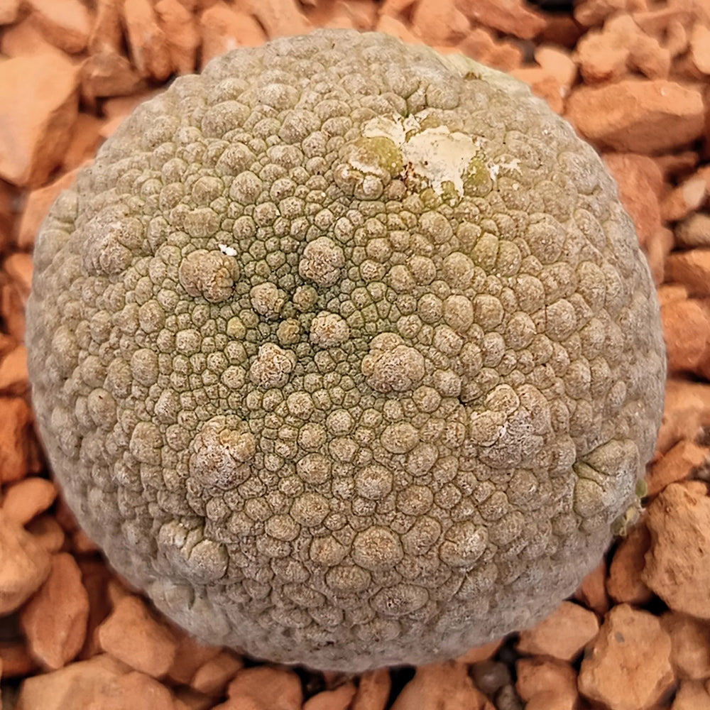 Pseudolithos miguirtinus