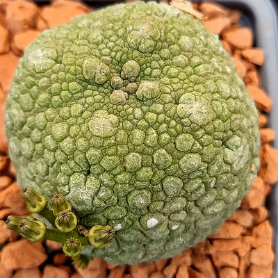 Pseudolithos miguirtinus