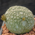 Pseudolithos miguirtinus