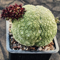 Pseudolithos miguirtinus
