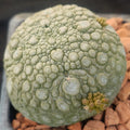 Pseudolithos miguirtinus