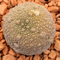 Pseudolithos miguirtinus