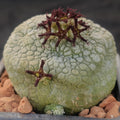 Pseudolithos miguirtinus