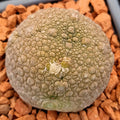 Pseudolithos miguirtinus