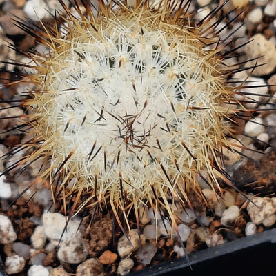 Rapicarpus zaragozae