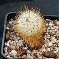 Rapicarpus zaragozae
