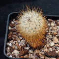 Rapicarpus zaragozae