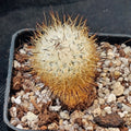 Rapicarpus zaragozae