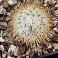 Rapicarpus zaragozae