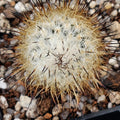 Rapicarpus zaragozae