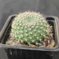 Rebutia senilis FLOR AMARILLA