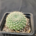 Rebutia senilis FLOR AMARILLA
