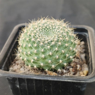 Rebutia senilis GELBE BLÜTE