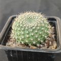 Rebutia senilis GELBE BLÜTE