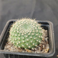 Rebutia senilis FLOR AMARILLA