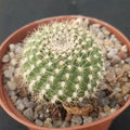 Rebutia senilis FLOR NARANJA