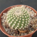 Rebutia senilis FLOR NARANJA