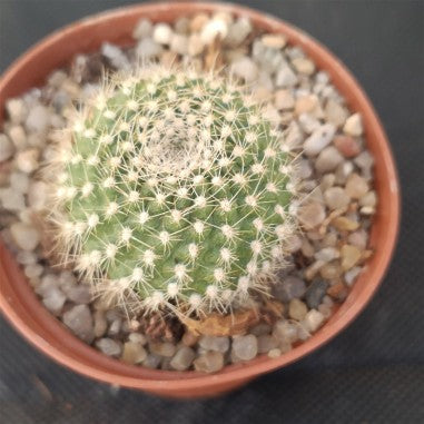 Rebutia senilis FLOR NARANJA