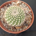 Rebutia senilis FLOR NARANJA