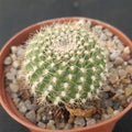 Rebutia senilis FLOR NARANJA