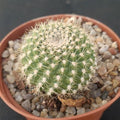 Rebutia senilis FLOR NARANJA