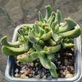 Rhombophyllum dolabriforme