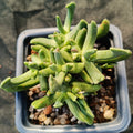 Rhombophyllum dolabriforme