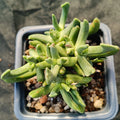 Rhombophyllum dolabriforme