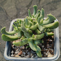 Rhombophyllum dolabriforme