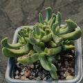 Rhombophyllum dolabriforme