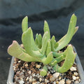 Rhombophyllum dolabriforme