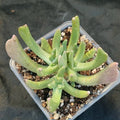 Rhombophyllum dolabriforme