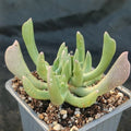 Rhombophyllum dolabriforme